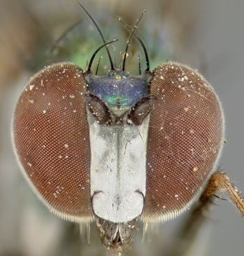 Media type: image;   Entomology 12943 Aspect: head frontal view